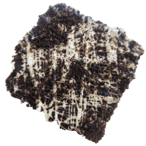 OH-M-GEE-OREO-face-down-Photoroom